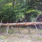 Pădurea 02