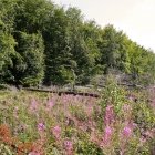 Pădurea 07
