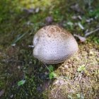 Ciuperca grasă