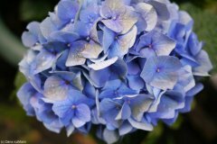 Hortensii