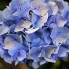 Hortensie 09