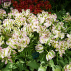 P1250602s