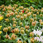 P1250615s