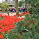 Keukenhof 1