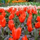 Keukenhof 5