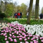 Keukenhof 2
