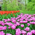 Keukenhof 3