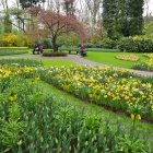 Keukenhof 6