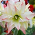 Keukenhof 7