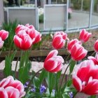 Keukenhof 9