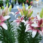Keukenhof 10