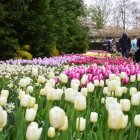 Keukenhof 11