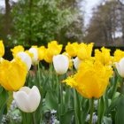 Keukenhof 12