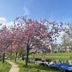 Ciresi inflorito 2024