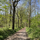 Drum prin  padurea Heilooerbos