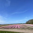 Camp de lalele la Heiloo