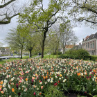 Alkmaar rond de flori