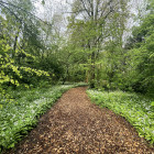 Usturoi salbatic parc