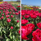 Lalele-rosii