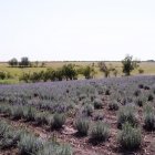 Lanul de lavandă 06