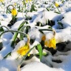 Amintiri de primăvară 03