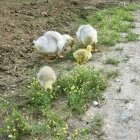 Amintiri de primăvară 20