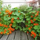 Amintiri de primăvară 07