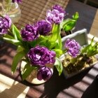 Amintiri de primăvară 08