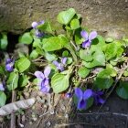 Amintiri de primăvară 14