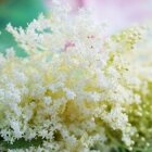 Amintiri de primăvară 17