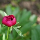 Amintiri de primăvară 19