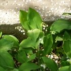 Amintiri de primăvară 23