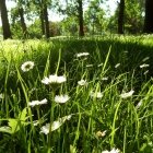 Amintiri de primăvară 01