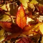 Toamna în Amsterdam 06