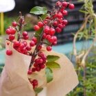 Toamna în Amsterdam 16