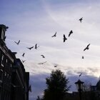 Toamna în Amsterdam 22