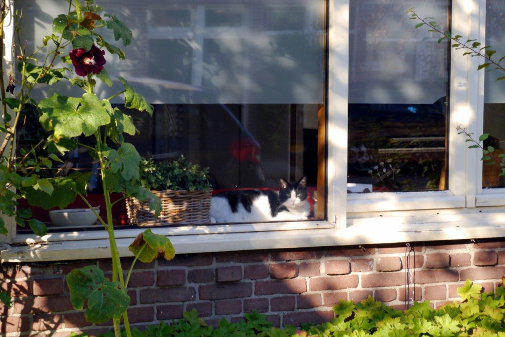 Nelipsita pisică din geam