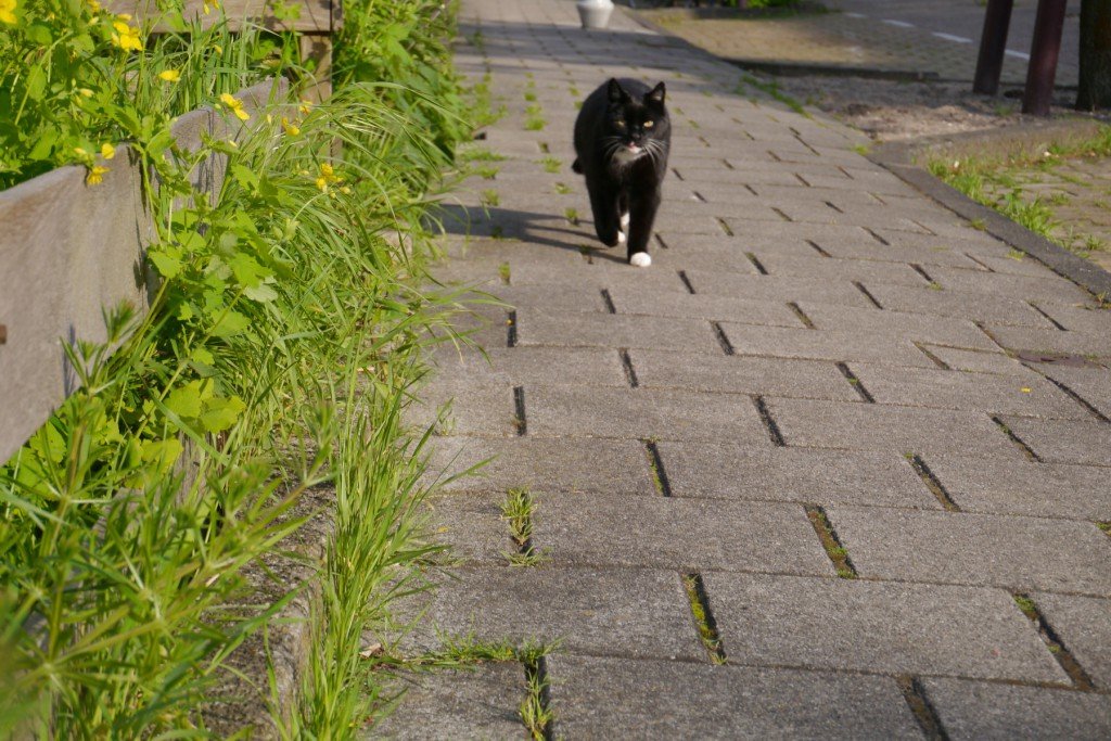 Pisică ieșită la plimbare, fugărind fotograful