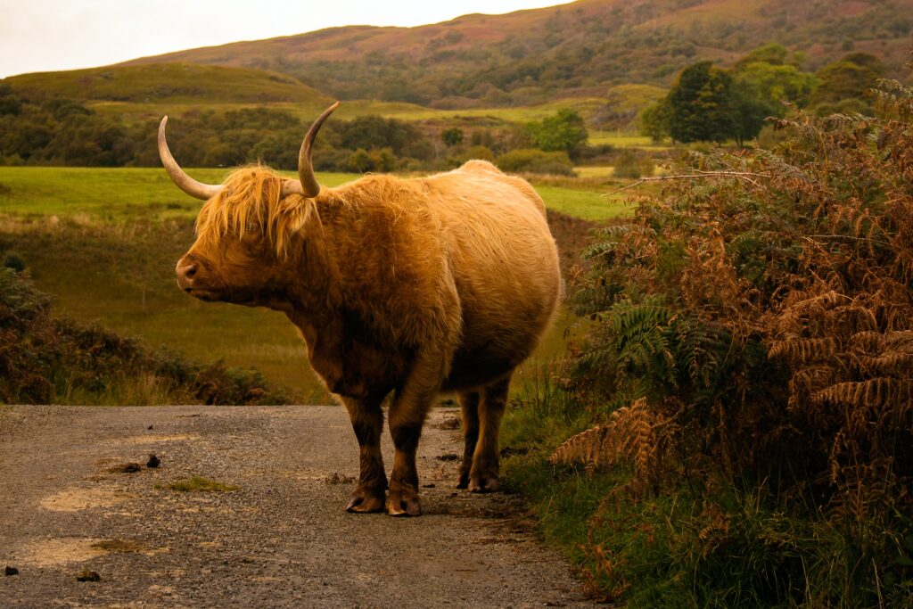Vaca scotiana