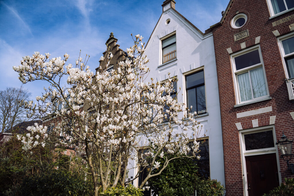 Magnolii în Alkmaar 01
