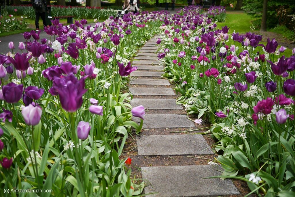 Lalele la Keukenhof