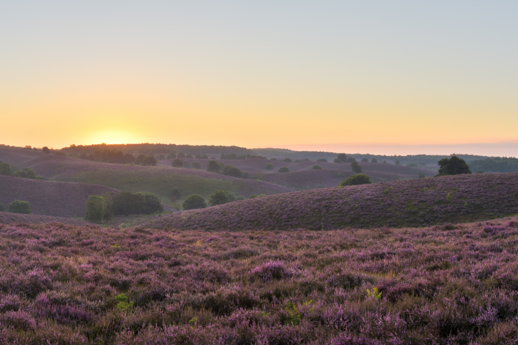 De Hoge Veluwe 1