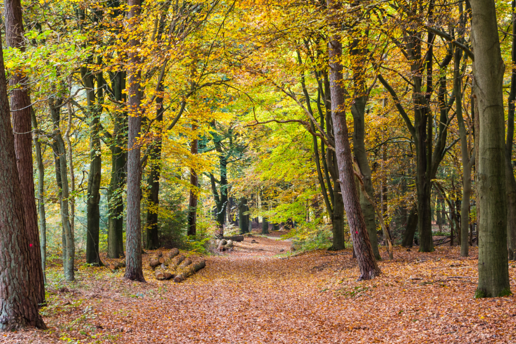 De Hoge Veluwe 2