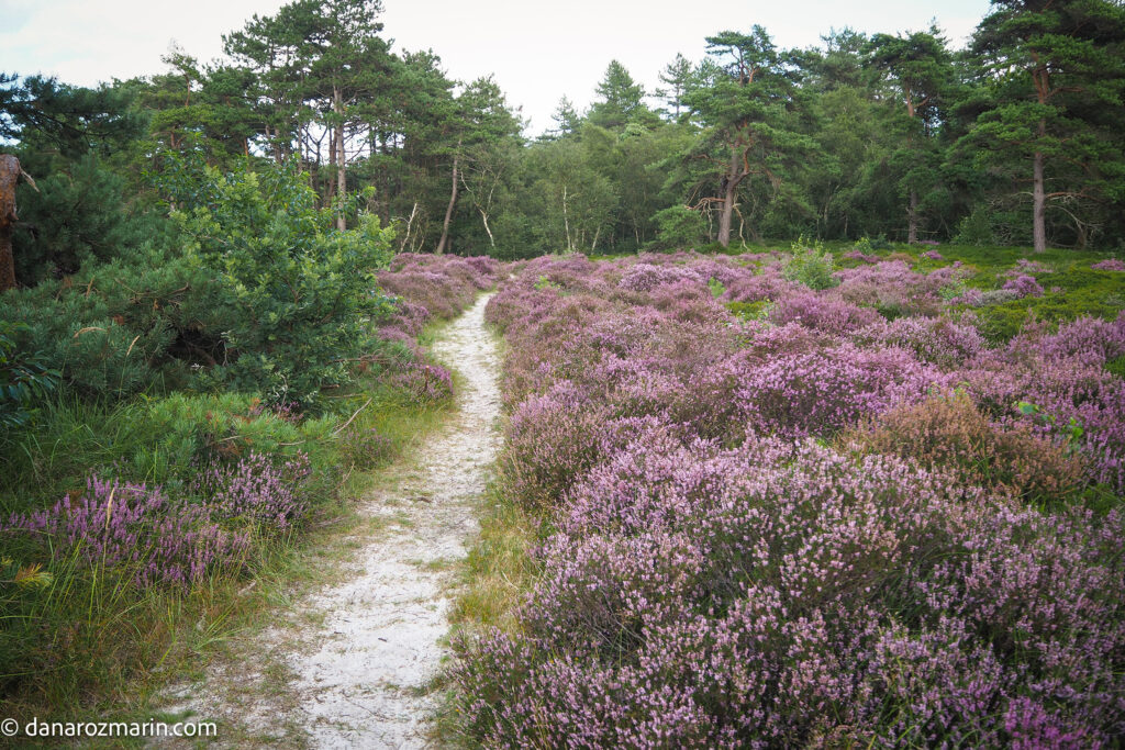 Campuri erica la Schoorl