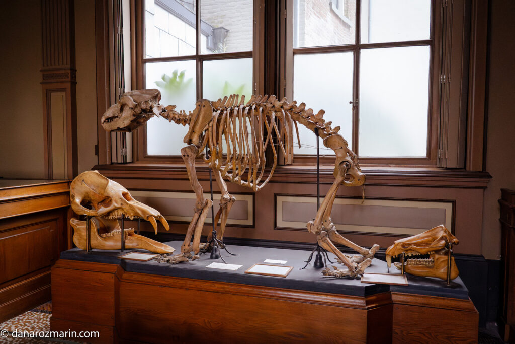 Muzeul Teylers Haarlem fosile