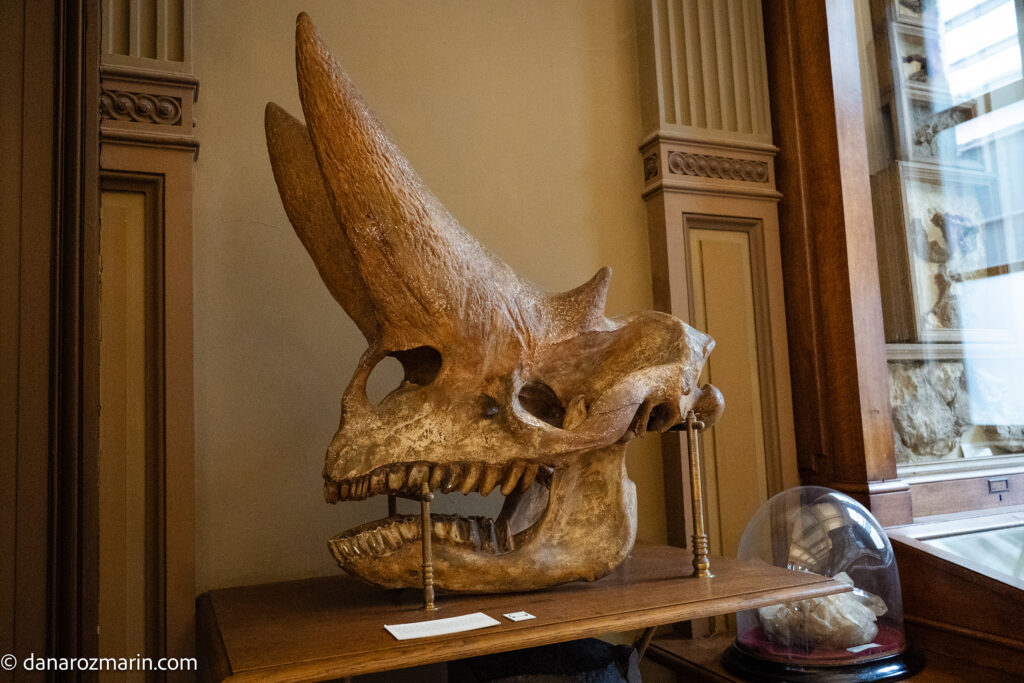 Muzeul Teylers Haarlem fosile 01