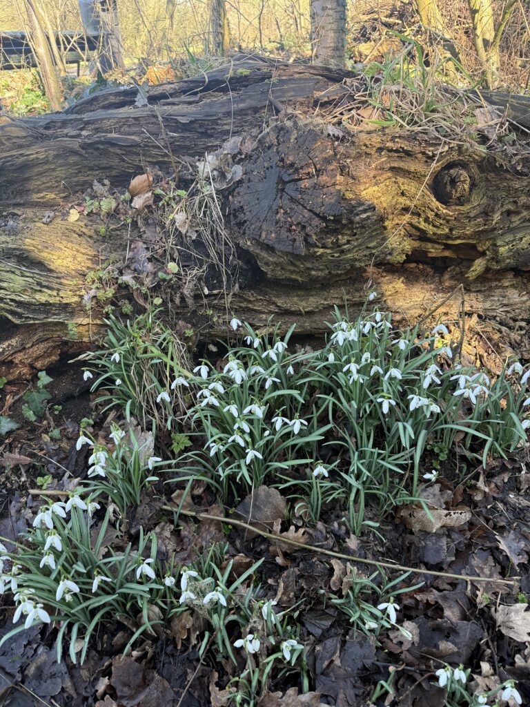 Ghiocei în parcul Frankendael Amsterdam