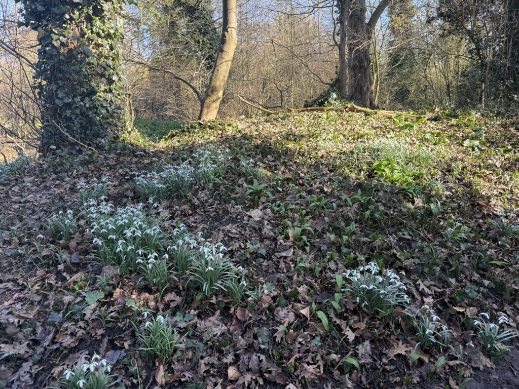 Ghiocei in partea de padure a parcului Frankendael