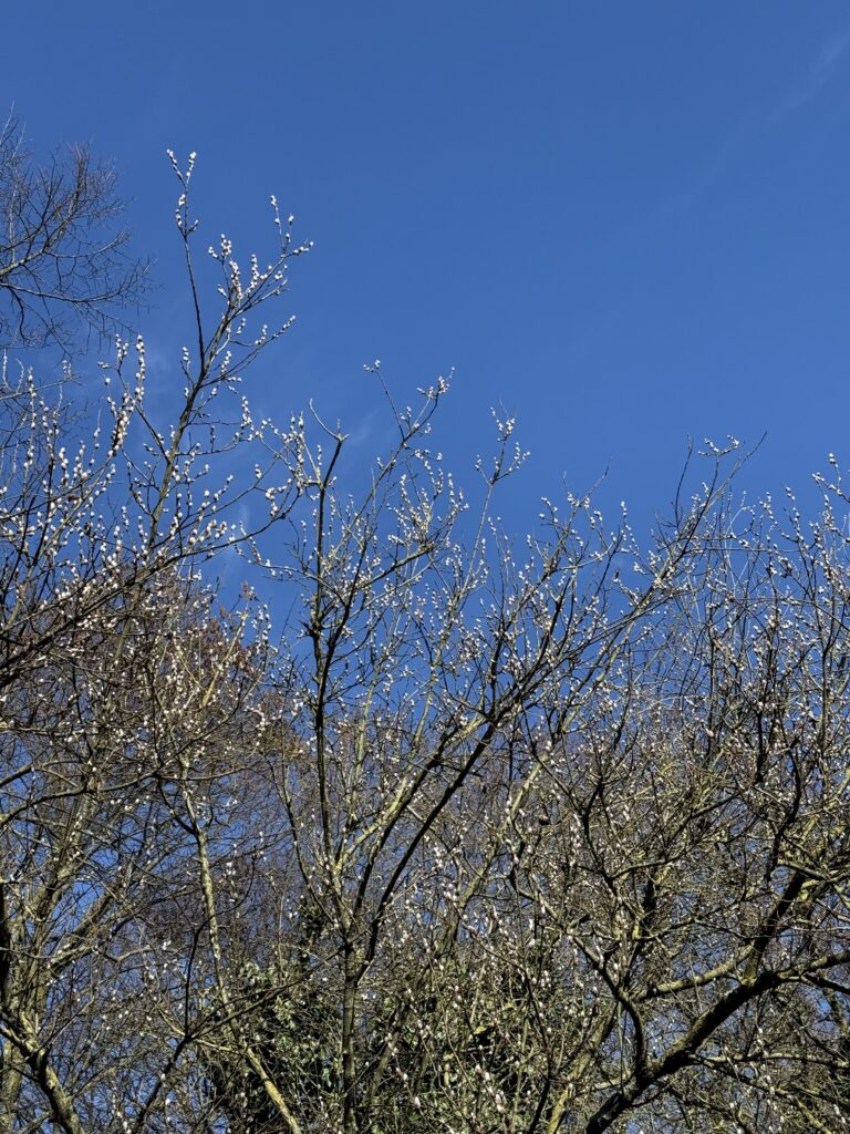 Muguri pufosi pe fundal de cer albastru