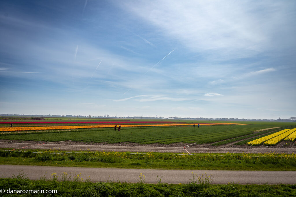 Muncitori pe campurile de lalele